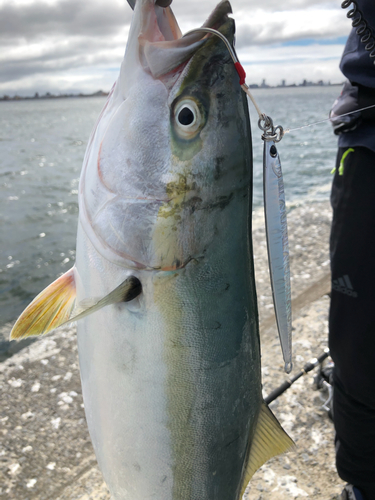 イナダの釣果