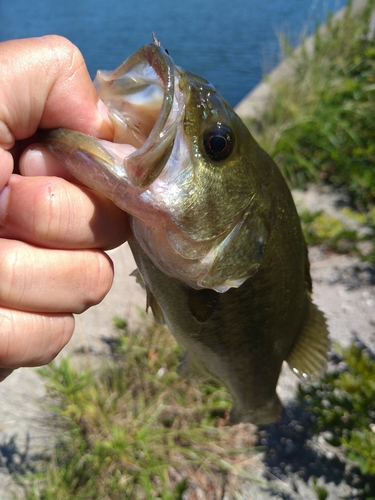 ラージマウスバスの釣果