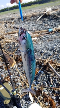 ソウダガツオの釣果