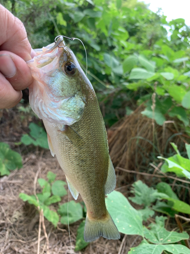 ラージマウスバスの釣果