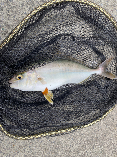 ショッコの釣果