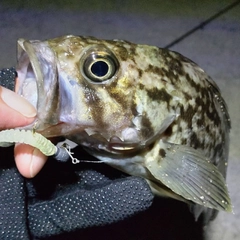 クロソイの釣果