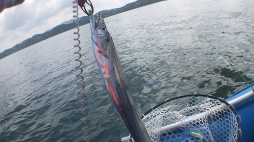 タチウオの釣果