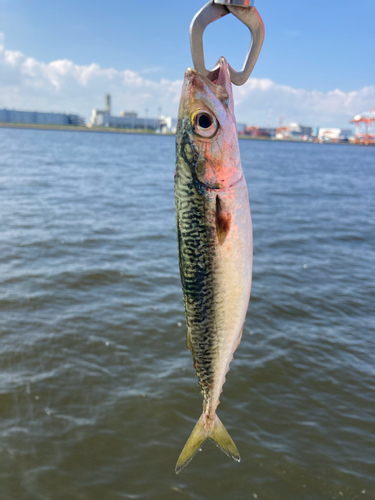 サバの釣果