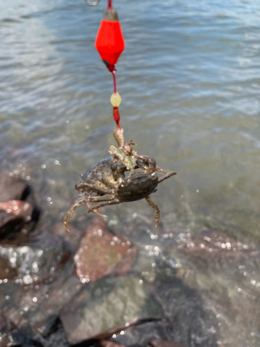 カニの釣果