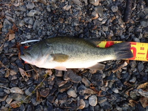 ブラックバスの釣果