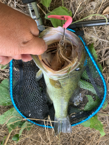 ラージマウスバスの釣果