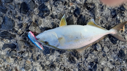 カンパチの釣果