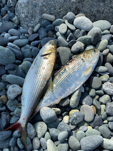 コノシロの釣果