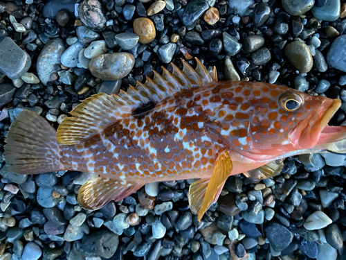 キジハタの釣果