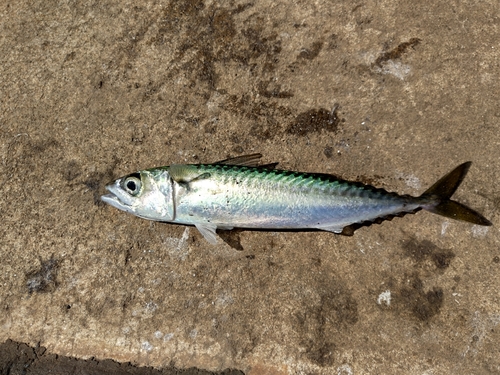 サバの釣果