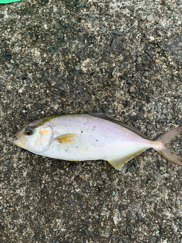 ショゴの釣果