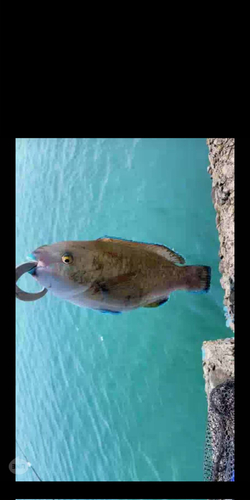 アオブダイの釣果