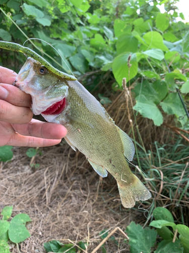 ラージマウスバスの釣果