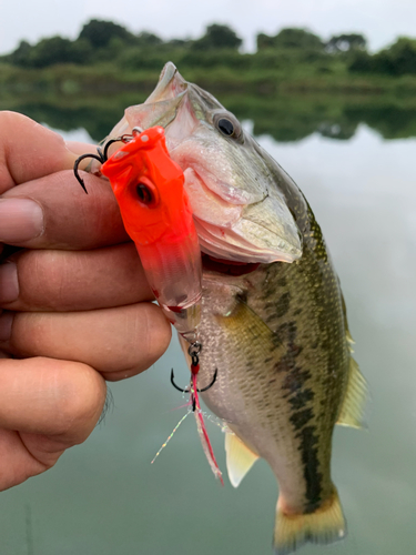 ラージマウスバスの釣果