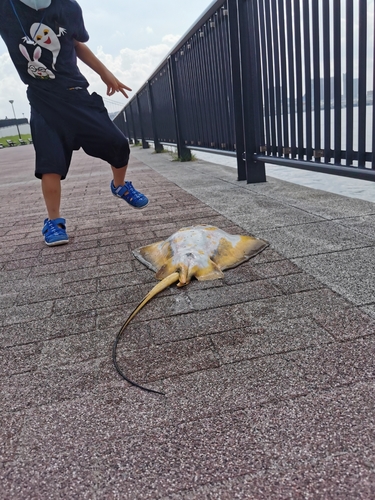 アカエイの釣果