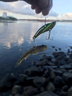 アナハゼの釣果