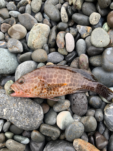 オオモンハタの釣果