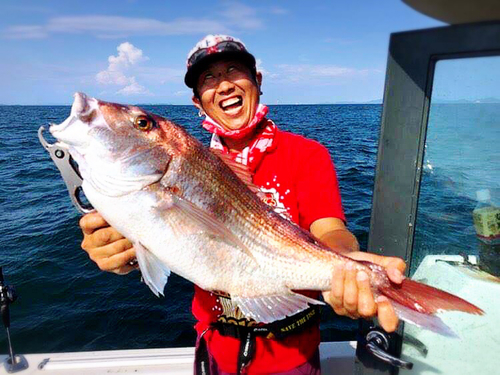 マダイの釣果