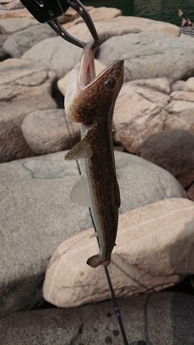 エソの釣果