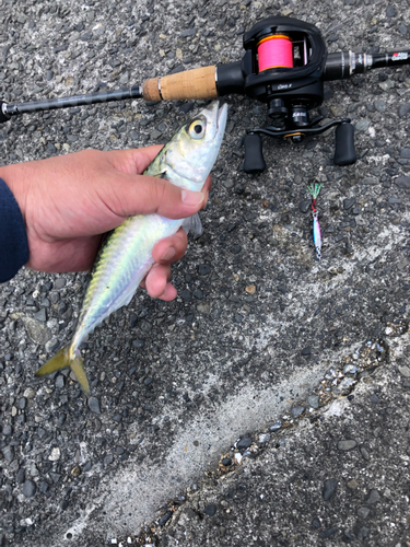 サバの釣果