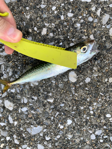 サバの釣果