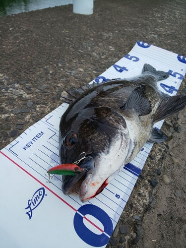 チヌの釣果