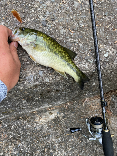 ラージマウスバスの釣果