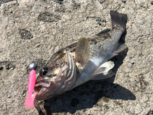 クロソイの釣果