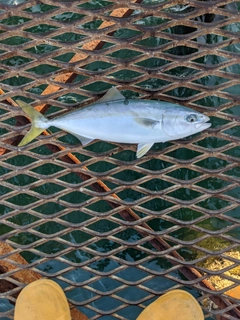 メジロの釣果