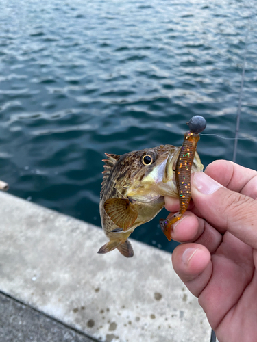 ソイの釣果