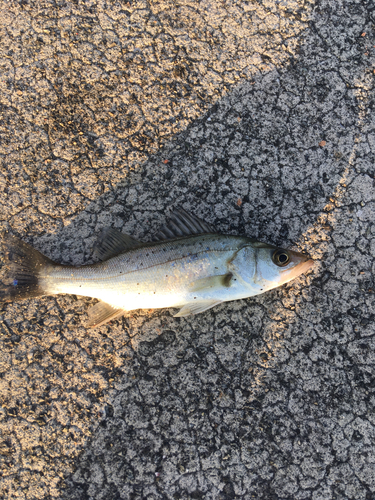 コノシロの釣果