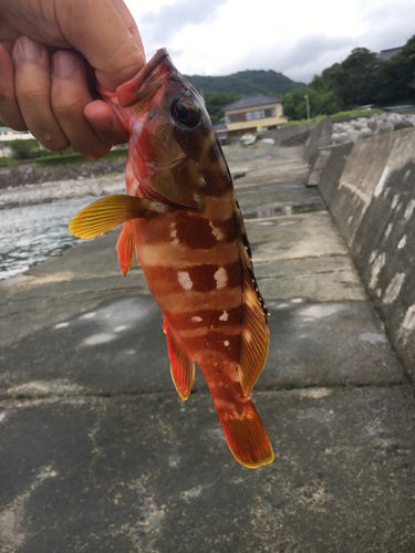 アカハタの釣果