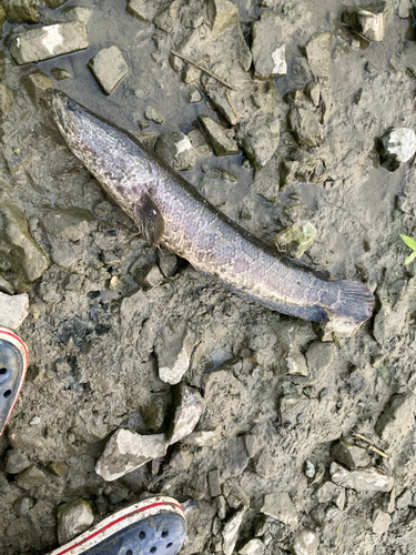 カムルチーの釣果