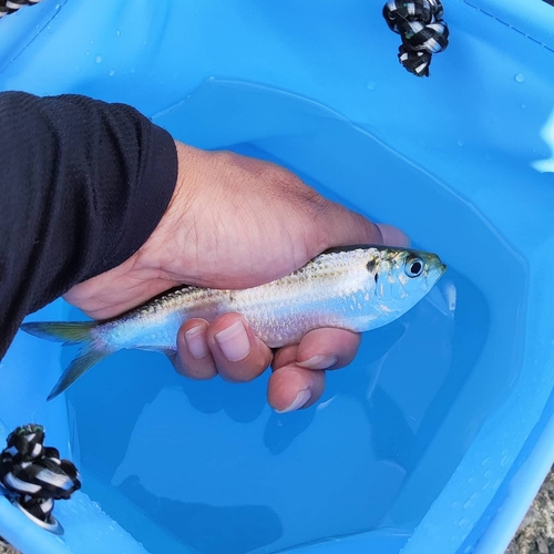 サッパの釣果