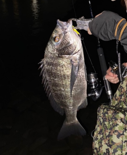 チヌの釣果