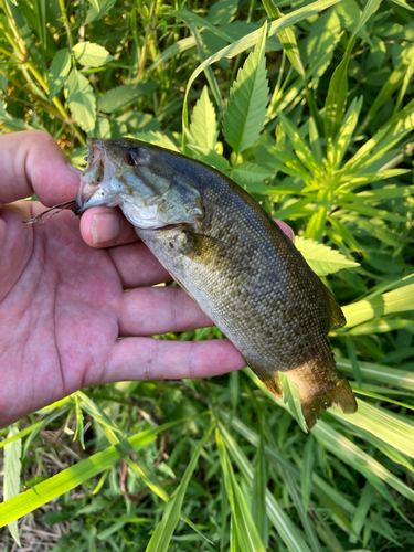 スモールマウスバスの釣果