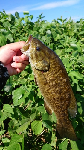 スモールマウスバスの釣果