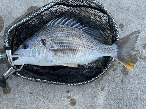 キビレの釣果