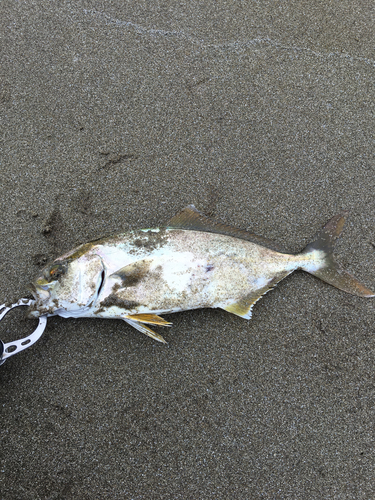 ショゴの釣果