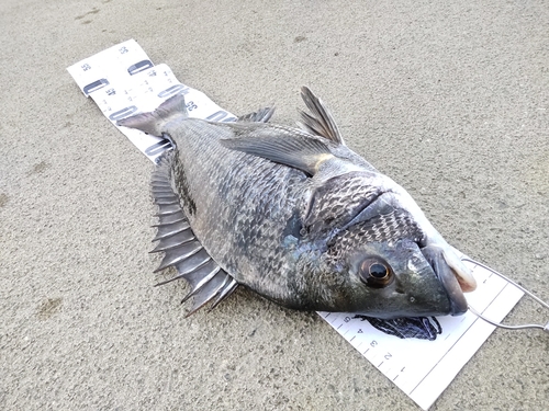 チヌの釣果