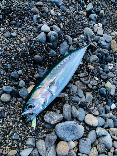 ソウダガツオの釣果