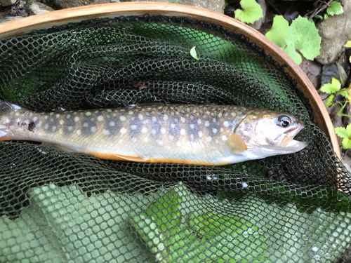 イワナの釣果