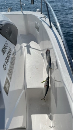 マサバの釣果