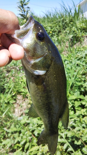 ラージマウスバスの釣果