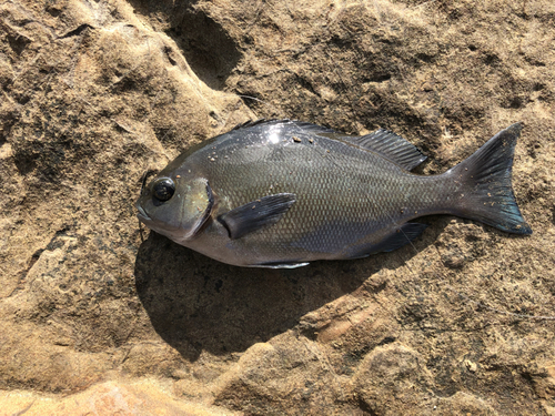 メジナの釣果