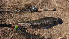 ライギョの釣果