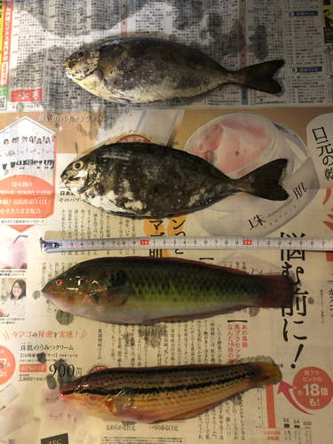 アイゴの釣果