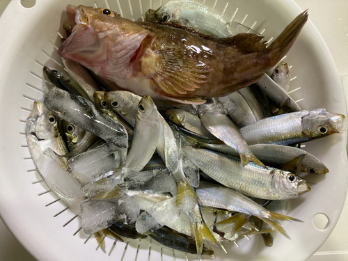 サッパの釣果