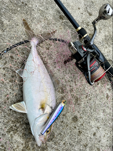 ショゴの釣果